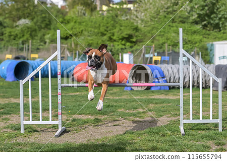 German Boxer Purebred Dog agility field jumping over obstacles, crossing tunnel, running slalom 115655794