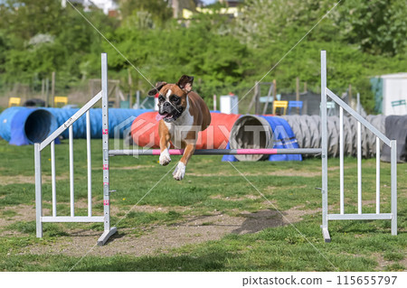 German Boxer Purebred Dog agility field jumping over obstacles, crossing tunnel, running slalom 115655797
