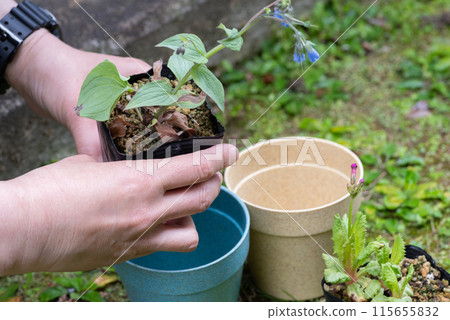 將花重新種在花盆裡 將花重新種在花盆裡 115655832