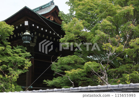 A plum blossom hanging lantern hanging behind the main hall of Hofu Tenmangu Shrine A plum blossom hanging lantern hanging behind the main hall of Hofu Tenmangu Shrine 115655993