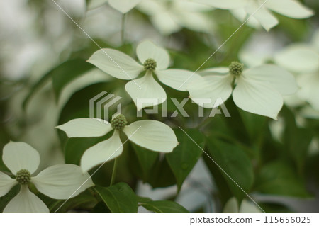 Pokeweed flower 115656025