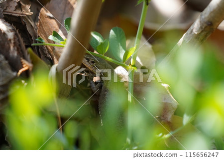 A lizard A lizard 115656247