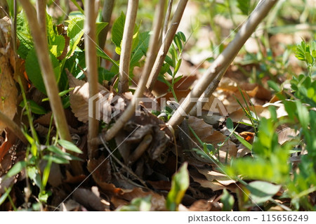 A lizard A lizard 115656249