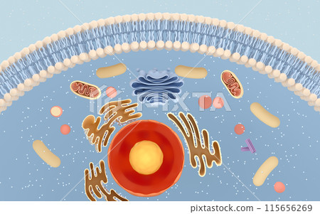homeostasis, organelle, nucleolus 115656269