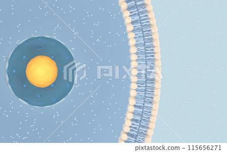 homeostasis, organelle, nucleolus 115656271