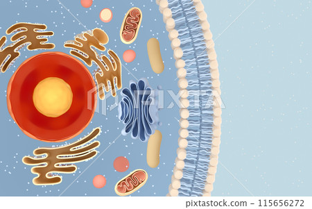 homeostasis, organelle, nucleolus 115656272