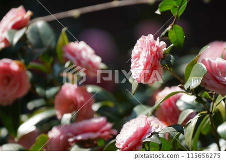 Camellia 115656275