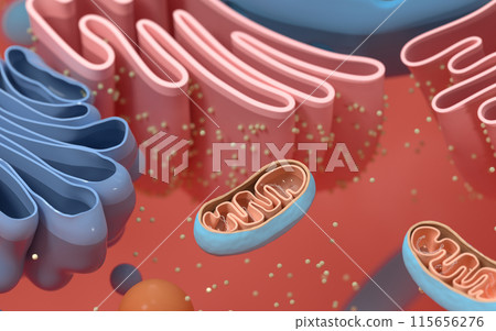 homeostasis, organelle, nucleolus 115656276