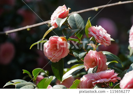 Camellia 115656277