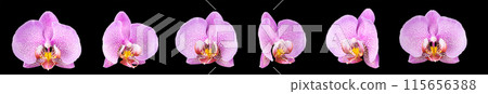Extreme close up of pink phalaenopsis or Moth orchid from isolated on black Extreme close up of pink phalaenopsis or Moth orchid from isolated on black 115656388