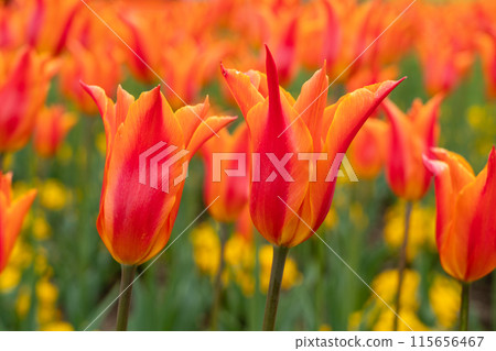 tulip garden blossom plant spring Tulip garden spring チューリップ tulip garden blossom plant spring Tulip garden spring チューリップ 115656467