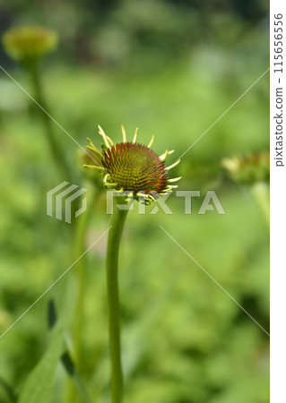 Yellow coneflower 115656556