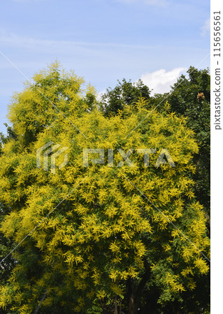 Golden rain tree Golden rain tree 115656561