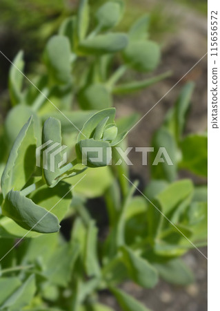 Stonecrop Lisa 115656572