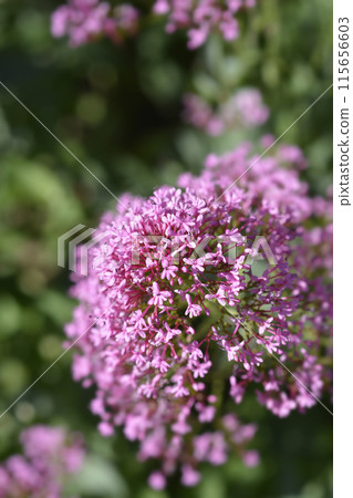Red valerian Red valerian 115656603