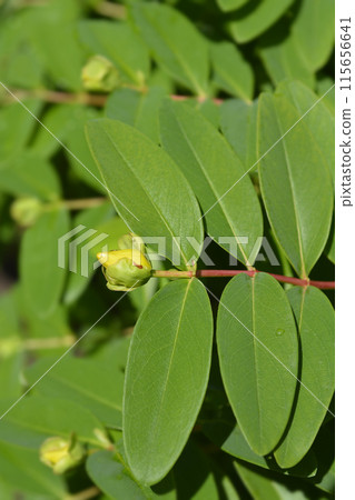 Aarons beard 115656641