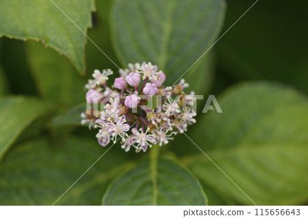French hydrangea Lady in Red 115656643