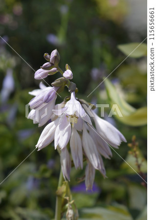Hosta Summer Breeze Hosta Summer Breeze 115656661