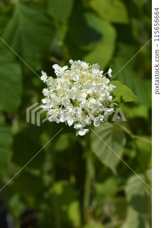 Smooth hydrangea Annabelle Smooth hydrangea Annabelle 115656664