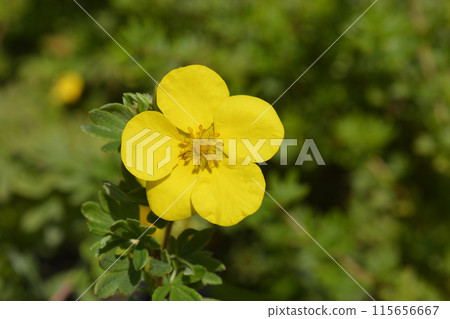 Shrubby Cinquefoil Goldteppich Shrubby Cinquefoil Goldteppich 115656667