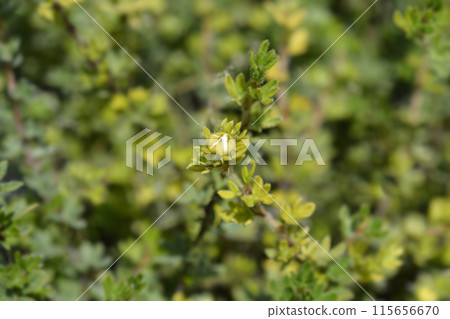 Shrubby Cinquefoil Primrose Beauty Shrubby Cinquefoil Primrose Beauty 115656670