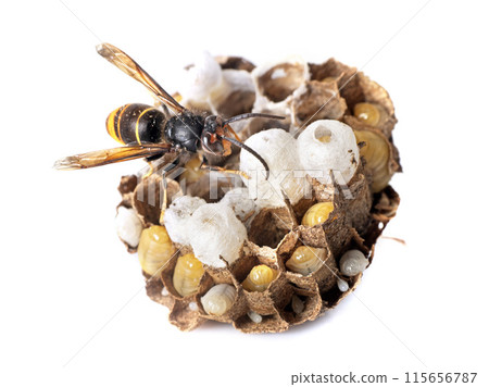 Asian hornet in studio 115656787
