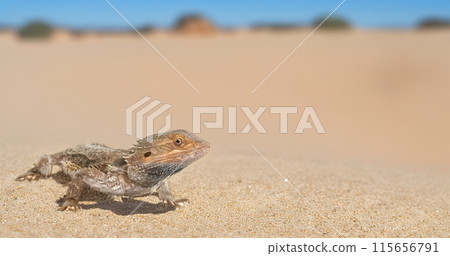 bearded dragons in nature 115656791