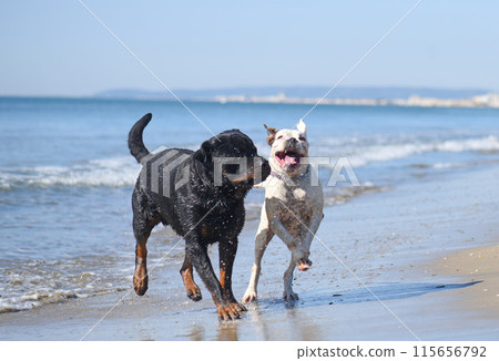 rottweiler and boxer 115656792
