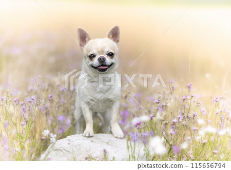 chihuahua in nature 115656794