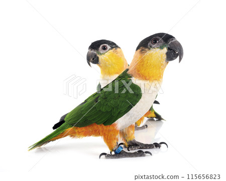 Black-headed parrot in studio Black-headed parrot in studio 115656823