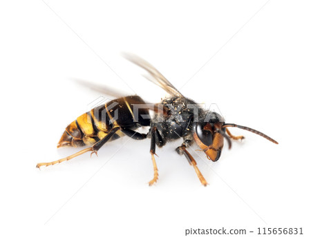Asian hornet in studio 115656831