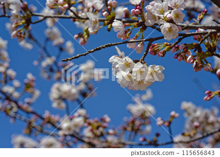 Sakura that shines in the blue sky Sakura that shines in the blue sky 115656843