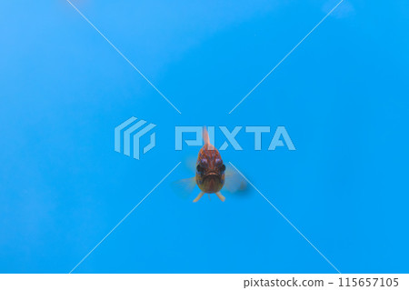Front view of a striped cardinalfish Front view of a striped cardinalfish 115657105
