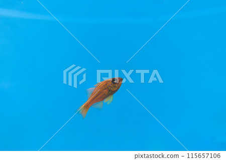 White-spotted sea bream White-spotted sea bream 115657106
