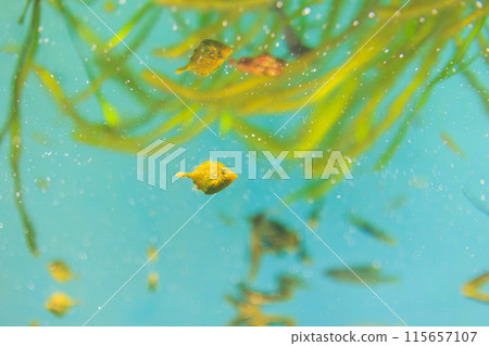 幼年網紋魚 幼年網紋魚 115657107