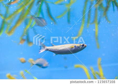 年輕的鯔魚在水族館裡游泳 年輕的鯔魚在水族館裡游泳 115657108