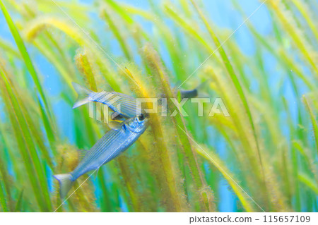 幼烏魚吃附在鰻草上的藻類 115657109