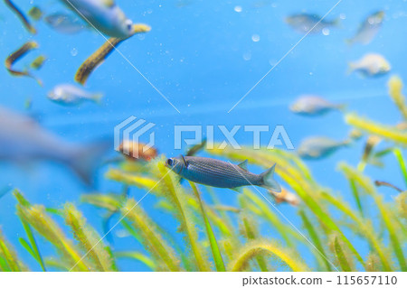 吃大量魚和藻類的幼魚。 吃大量魚和藻類的幼魚。 115657110