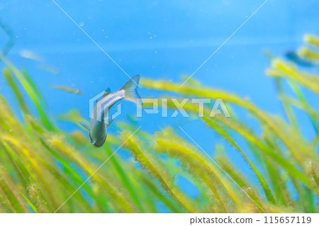 Back view of a young mullet fish 115657119