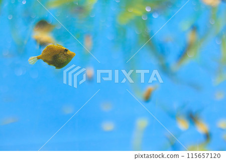 Young reticulated fish 115657120