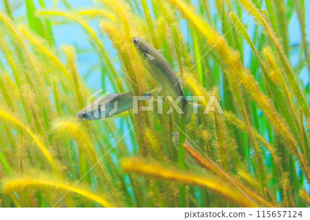 Juvenile mullet eating algae attached to eelgrass 115657124