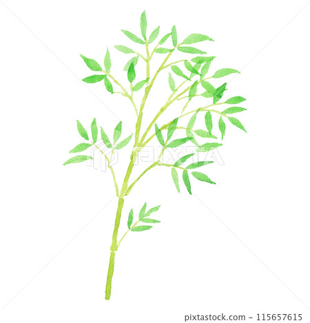 手繪竹子插畫水彩竹子 手繪竹子插畫水彩竹子 115657615