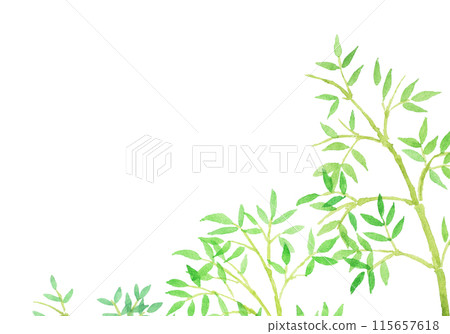 水彩畫竹子和竹林手繪插畫 水彩畫竹子和竹林手繪插畫 115657618