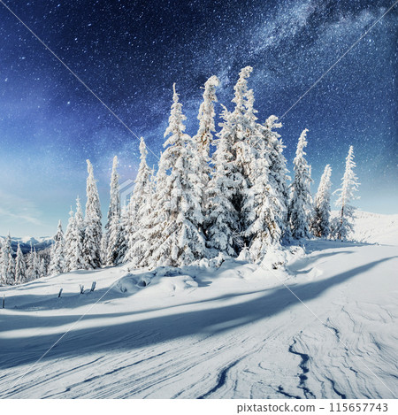 Dairy Star Trek in the winter woods. Dramatic and picturesque scene. In anticipation of the holiday. Dairy Star Trek in the winter woods. Dramatic and picturesque scene. In anticipation of the holiday. 115657743