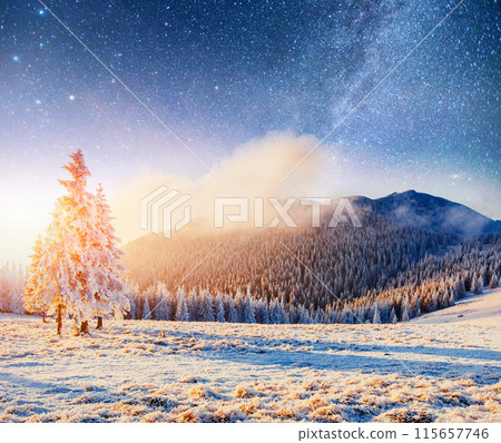 Dairy Star Trek in the winter woods. Dramatic and picturesque scene. In anticipation of the holiday. Dairy Star Trek in the winter woods. Dramatic and picturesque scene. In anticipation of the holiday. 115657746