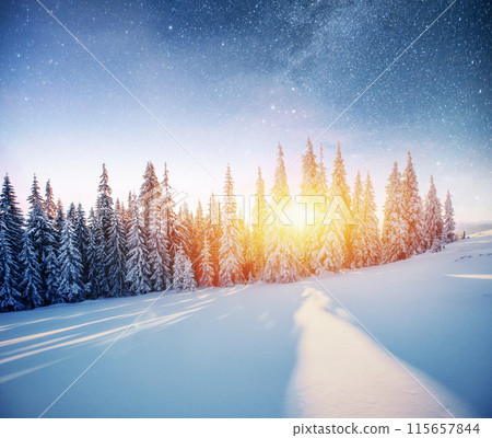 Dairy Star Trek in the winter woods. Dramatic and picturesque scene. In anticipation of the holiday. Dairy Star Trek in the winter woods. Dramatic and picturesque scene. In anticipation of the holiday. 115657844