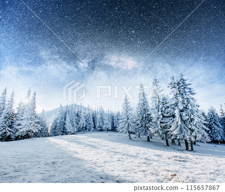 Dairy Star Trek in the winter woods. Dramatic and picturesque scene. In anticipation of the holiday. 115657867