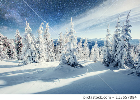 Dairy Star Trek in the winter woods. Dramatic and picturesque scene. In anticipation of the holiday. 115657884