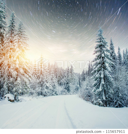 Dairy Star Trek in the winter woods. Dramatic and picturesque scene. In anticipation of the holiday. Dairy Star Trek in the winter woods. Dramatic and picturesque scene. In anticipation of the holiday. 115657911