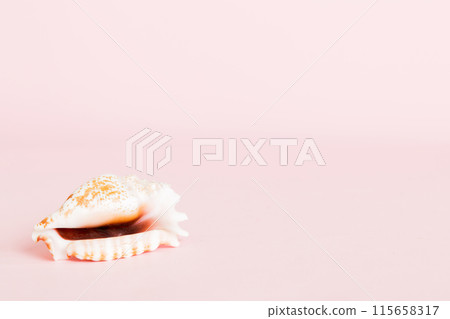 Summer time concept with sea shells or starfish on a table background with copy space for text Summer time concept with sea shells or starfish on a table background with copy space for text 115658317